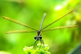 insect macro front view