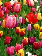 glade multicolored tulips