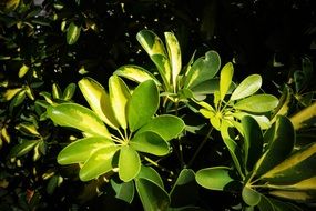 green plant in Central America