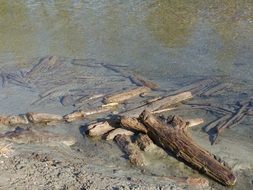 drift wood dead