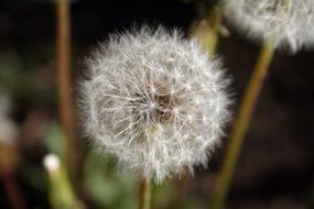 spring dandelion