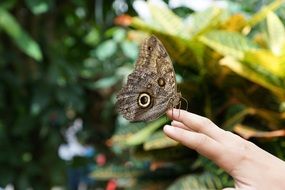 butterfly insect sitting on human hand