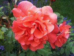 salmon colored flowers of tea rose
