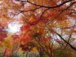 red and yellow autumn leaves landscape