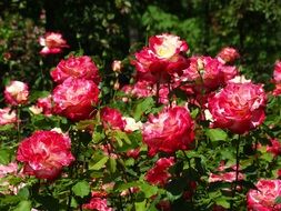 rose bushes in bloom at garden