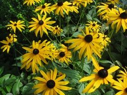 blooming sunny flower in summer