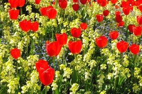 flower bed of red tulips