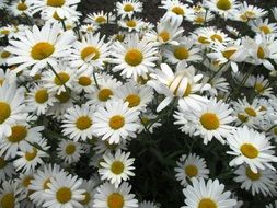 garden daisies in bloom