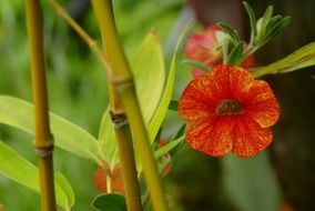 Japanese bamboo plant