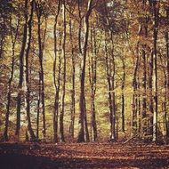 dense forest in autumn