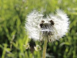 dandelion with seeds on a background of green grass on a blurred background