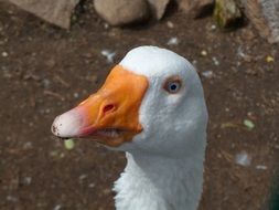 white goose head with orange beak