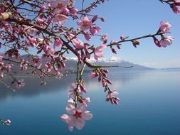 blooming tree and lac du bourget lake