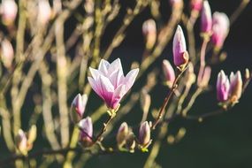 opened magnolia flowers in spring
