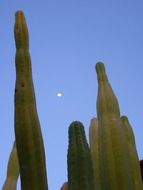 large cacti on the background of the moon