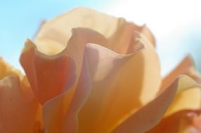 rose with light petals close-up