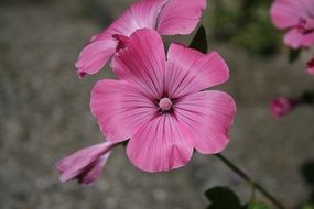 magnificent pink green