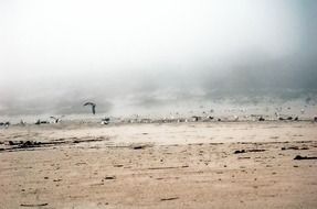seagulls on a sandy beach in galicia
