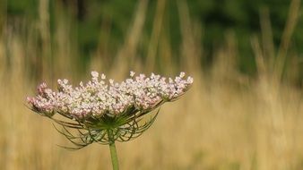 wild carrot flower close-up on blurred background