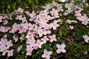 pink clematis in garden