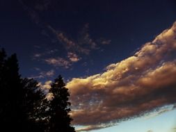 cloudy sky over the fir trees at sunset