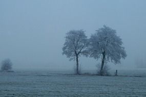 Landscape of trees on a wintry field