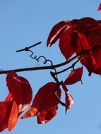 red leaves on the vine