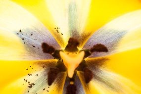 Yellow tulip stamens macro