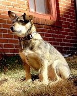 cute fluffy guard dog