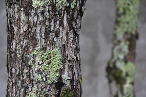 macro photo of walnut trunk in the forest