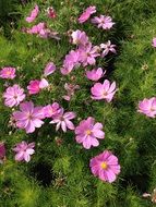 Beautiful, blooming pink cosmos flowers in the garden