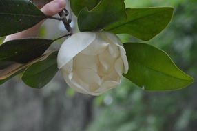 white magnolia flower on green branch