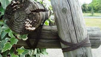 wood wire nature