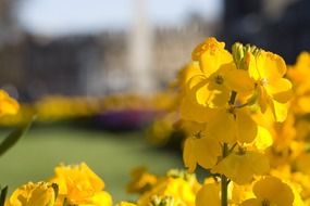 marvelous flowers yellow floral