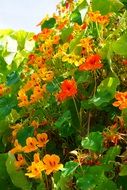 red orange garden flowers in green leaves