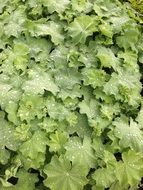 dew drops on green round leaves