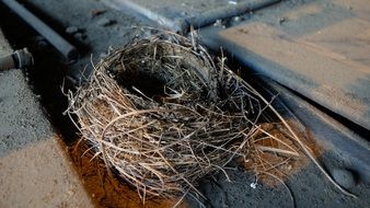 bird's nest in the city