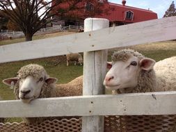 ranch sheep behind the fence