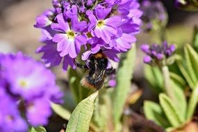 purple drumstick flowers macro photo
