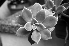 Black and white photo of plant