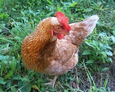 Close-up of a brown and white chicken on green grass