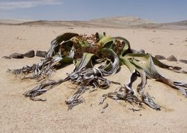 Welwitschia Mirabillis in the desert of namibia