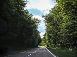 Track markings among green trees