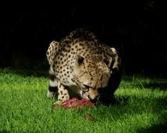 cheetah eating meat