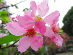 Pink cherry flower blossoms