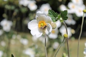 bee flower white