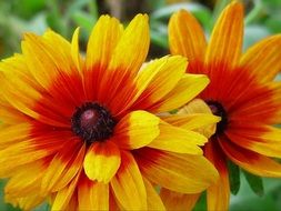 natural flower bloom