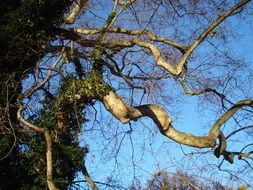 winding branches of an old tree