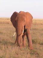 elephant in the wild in kenya in africa