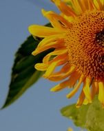 part of sunflower at sky
